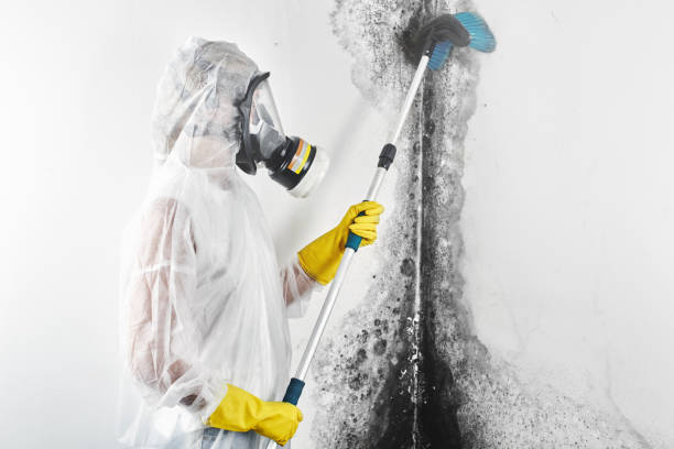 Best Attic Mold Removal  in Ontario, OR